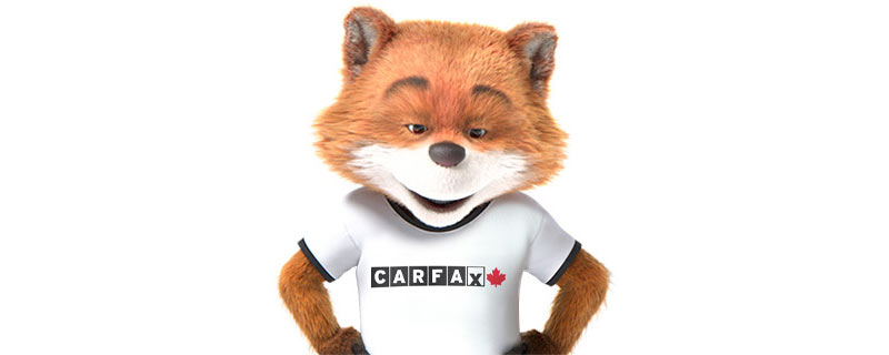 Car Fox regardant vers le bas